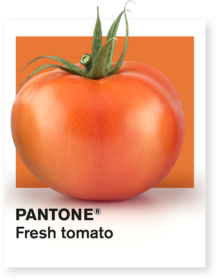 Fresh Tomato