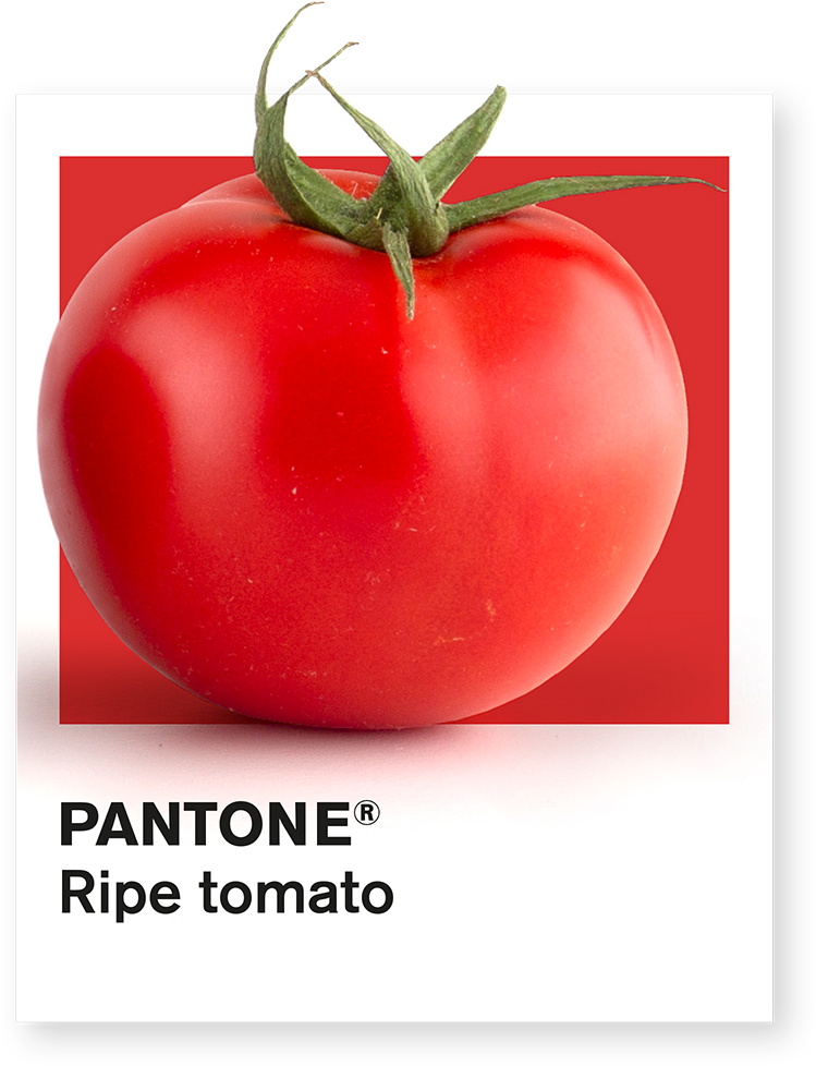 Rip Tomato